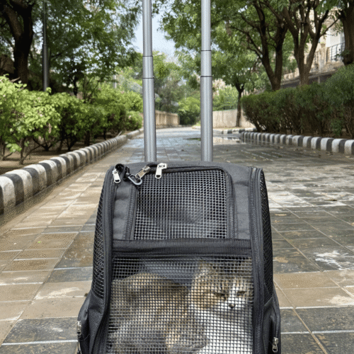 Fabric Pet Carrier with Detachable Trolley – The Loyal Whiskers