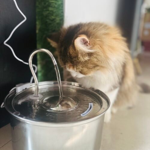 IMG_9139 Stainless Steel Cat & Dog Water Fountain | Hygienic, Easy to Clean, Zero Noise | Made in India